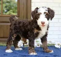 Winston mini f1bb, a male Miniature Bernedoodle for sale in Narvon, PA – 1 of 4