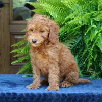Navy, a male Goldendoodle for sale in Narvon, PA – 5 of 8