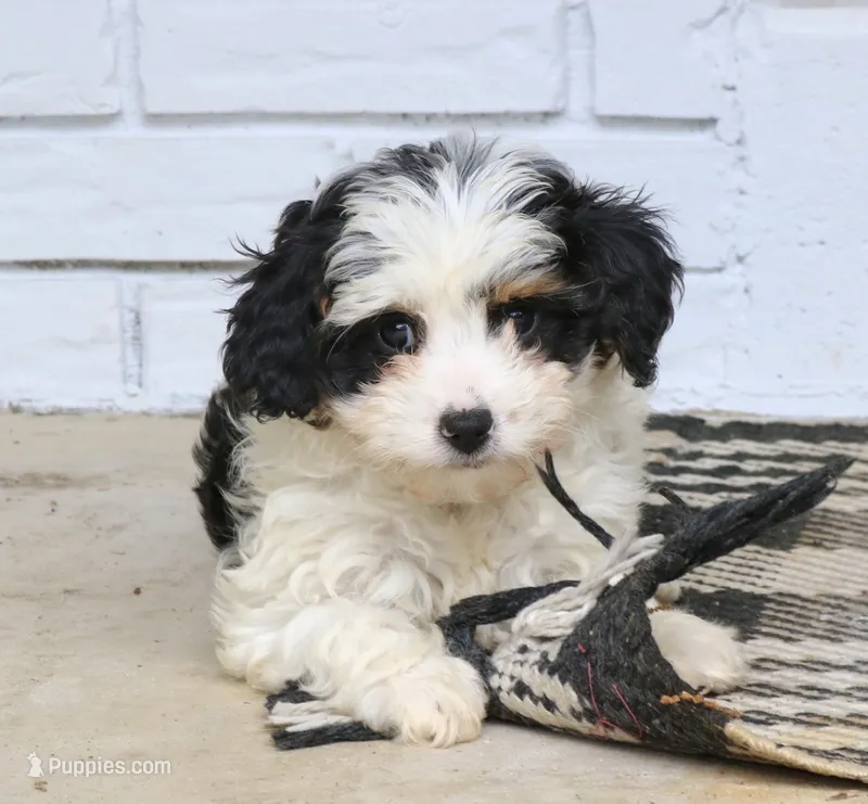 Sage  – Cavapoo puppy for sale in Narvon, PA