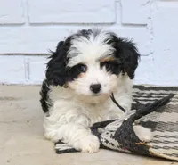 Sage , a female Cavapoo for sale in Narvon, PA – 1 of 6