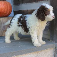 Bailey, a female Miniature Bernedoodle for sale in Narvon, PA – 4 of 4