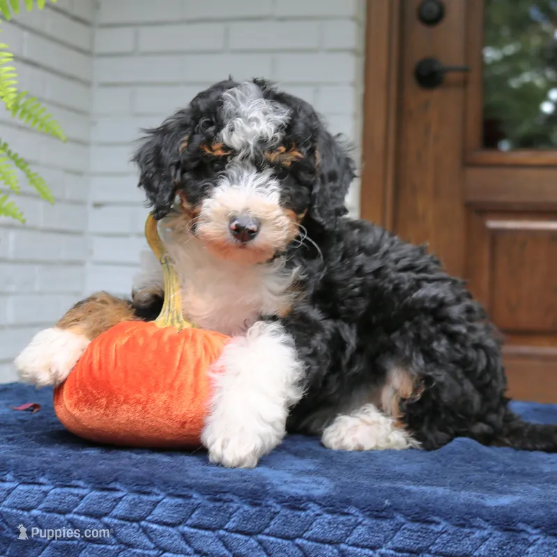 Princess – Miniature Bernedoodle puppy for sale in Narvon, PA
