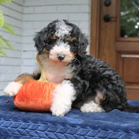 Princess, a female Miniature Bernedoodle for sale in Narvon, PA – 1 of 7