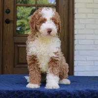 Bella, a female Bernedoodle for sale in Narvon, PA – 8 of 9