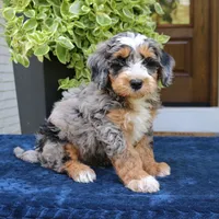 Evertte, a male Bernedoodle for sale in Narvon, PA – 4 of 6