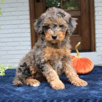 Mary, a female Bernedoodle for sale in Narvon, PA – 2 of 4