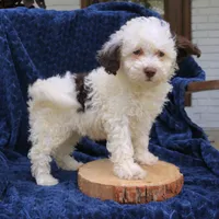 Daisy, a female Bernedoodle for sale in Narvon, PA – 4 of 6