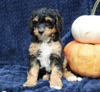 Frankie f1b, a male Miniature Bernedoodle for sale in Narvon, PA – Photo 2 of 3