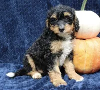 Frankie f1b, a male Miniature Bernedoodle for sale in Narvon, PA – Photo 1 of 3