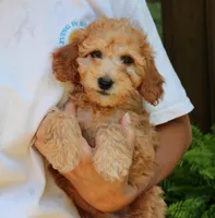 Nash, a male Goldendoodle for sale in Narvon, PA – 7 of 8