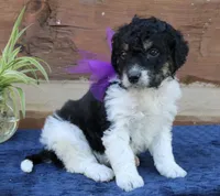 Gracie, a female Miniature Bernedoodle for sale in Narvon, PA – 4 of 4