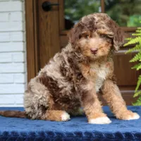 Rosie, a female Bernedoodle for sale in Narvon, PA – 2 of 10