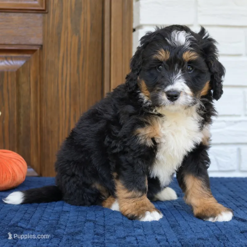 Gizmo – Bernedoodle puppy for sale in Narvon, PA