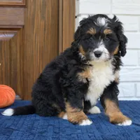 Gizmo, a male Bernedoodle for sale in Narvon, PA – 1 of 6
