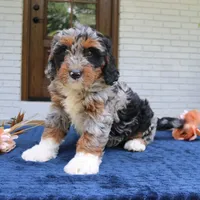 Daisy, a female Bernedoodle for sale in Narvon, PA – 5 of 6