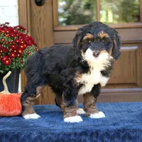 Grace, a female Bernedoodle for sale in Narvon, PA – 6 of 6
