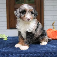 Milo, a male Miniature Bernedoodle for sale in Narvon, PA – 7 of 10