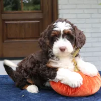 Millie, a female Miniature Bernedoodle for sale in Narvon, PA – 4 of 10