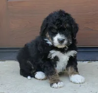 Gina   Mini f2b, a female Miniature Bernedoodle for sale in Narvon, PA – 5 of 8