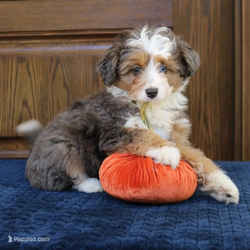Scout – Miniature Bernedoodle puppy for sale in Narvon, PA