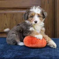 Scout, a male Miniature Bernedoodle for sale in Narvon, PA – 1 of 8