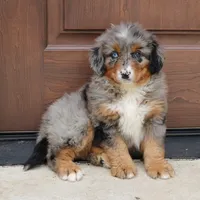Cassie, a female Bernedoodle for sale in Narvon, PA – 3 of 4