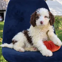 Bailey, a female Miniature Bernedoodle for sale in Narvon, PA – 3 of 4