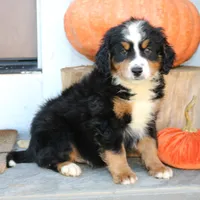 Benny, a male Miniature Bernedoodle for sale in Narvon, PA – 1 of 6