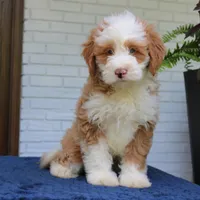 Baxter, a male Bernedoodle for sale in Narvon, PA – 4 of 10