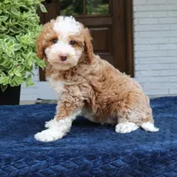 Zion, a male Bernedoodle for sale in Narvon, PA – 6 of 7