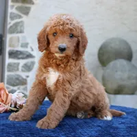 Desmond, a male Goldendoodle for sale in Narvon, PA – 5 of 5