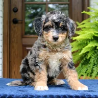 Roland, a male Bernedoodle for sale in Narvon, PA – 5 of 9