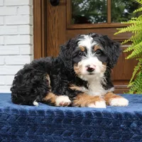 Ringo, a male Bernedoodle for sale in Narvon, PA – 3 of 10