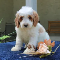 Dixon, a male Goldendoodle for sale in Narvon, PA – 3 of 7