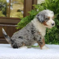 Brooke, a female Bernedoodle for sale in Narvon, PA – 4 of 6