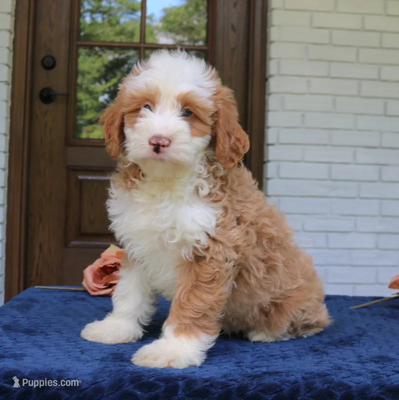 Baxter – Bernedoodle puppy for sale in Narvon, PA