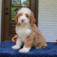 Baxter, a male Bernedoodle for sale in Narvon, PA – 1 of 10