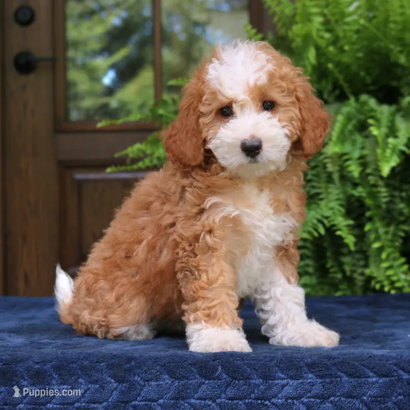Jada – Cavapoo puppy for sale in Narvon, PA