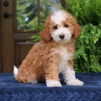Jada, a female Cavapoo for sale in Narvon, PA – 4 of 7