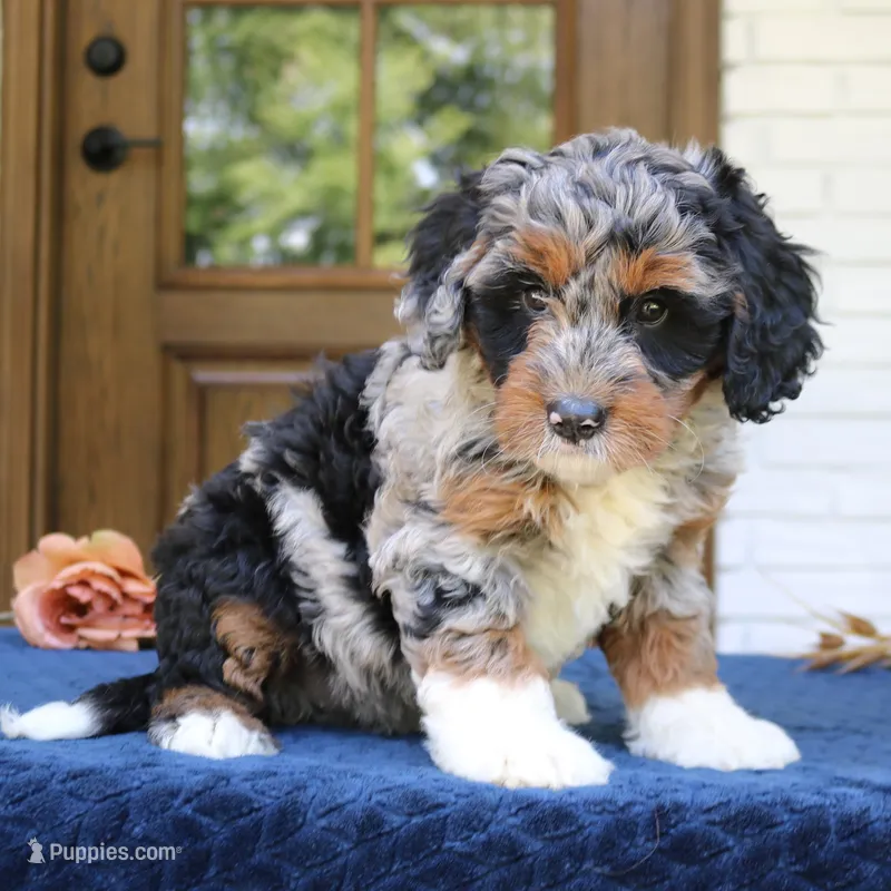 Daisy – Bernedoodle puppy for sale in Narvon, PA
