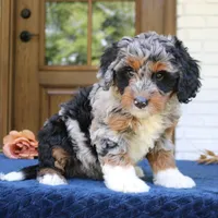 Daisy, a female Bernedoodle for sale in Narvon, PA – 1 of 6