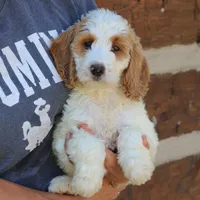 Sasha, a female Goldendoodle for sale in Narvon, PA – 8 of 10