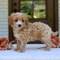 Jett, a male Cavapoo for sale in Narvon, PA – 5 of 5