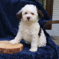 Daisy, a female Bernedoodle for sale in Narvon, PA – 5 of 6