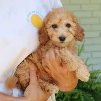 Nash, a male Goldendoodle for sale in Narvon, PA – 5 of 8