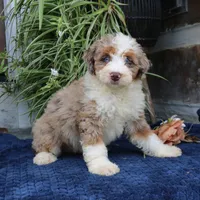 Penny, a female Miniature Bernedoodle for sale in Narvon, PA – 7 of 9