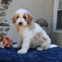 Dustin, a male Goldendoodle for sale in Narvon, PA – 3 of 7