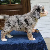 Edgar, a male Miniature Bernedoodle for sale in Narvon, PA – 5 of 5