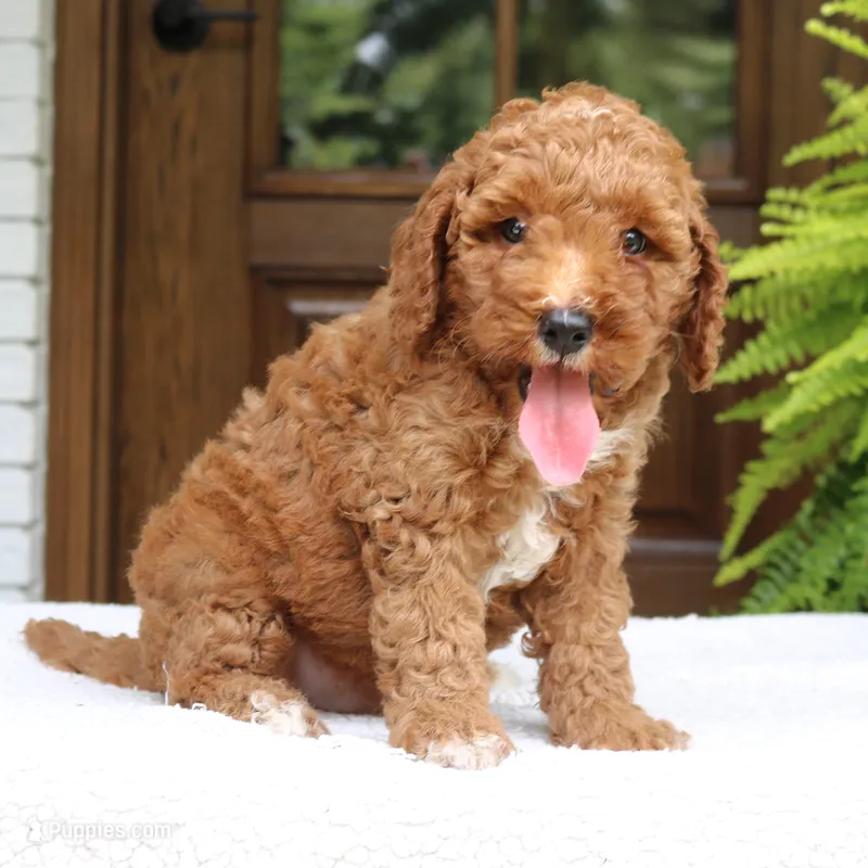Walter – Miniature Goldendoodle puppy for sale in Narvon, PA