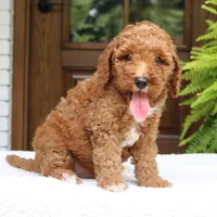 Walter, a male Miniature Goldendoodle for sale in Narvon, PA – 1 of 10